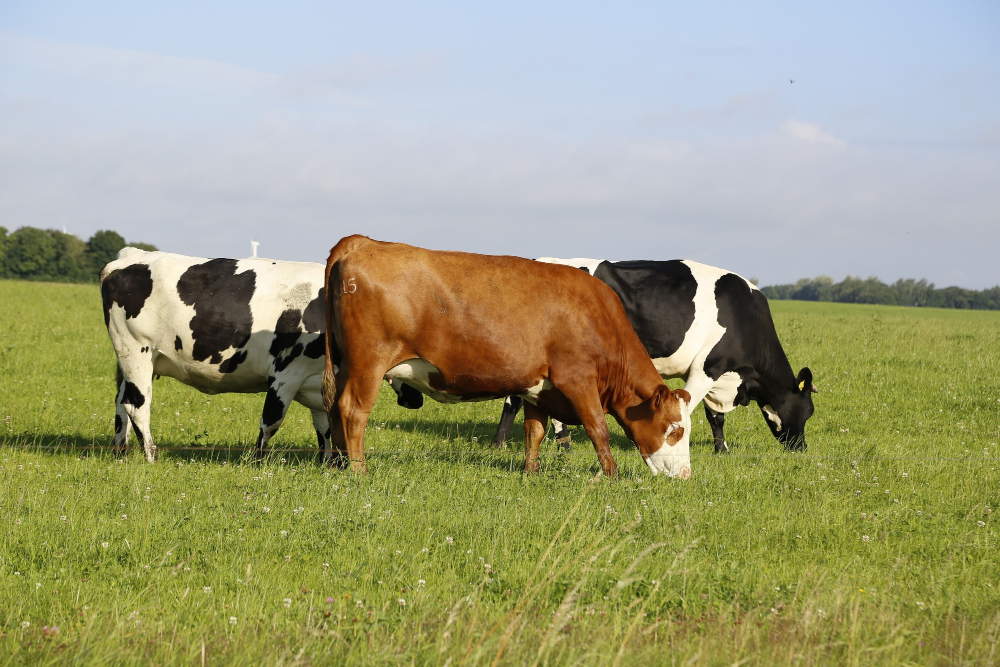 Cattle
