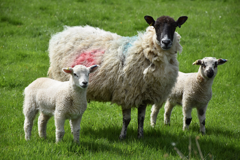 Sheep
